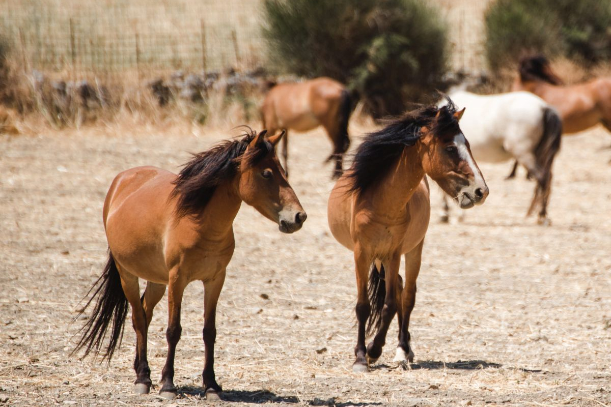 skyros pony